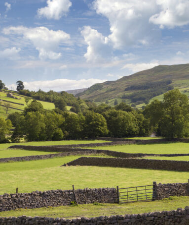 Countryside and stone walls in the Yorkshire Dales
