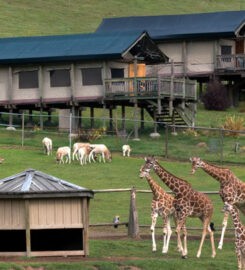 Safari West